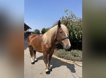 Noriker, Stute, 9 Jahre, 158 cm, Dunkelfuchs