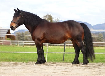 Noriker, Stute, 9 Jahre, 160 cm, Brauner