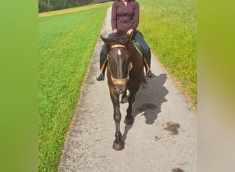 Noriker, Stute, 9 Jahre, 170 cm