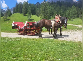 Noriker, Stute, 9 Jahre, 170 cm