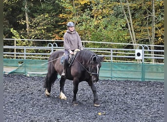 Noriker, Stute, 9 Jahre