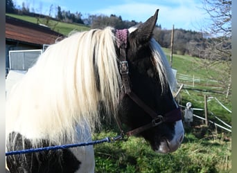 Noriker, Stute, 9 Jahre