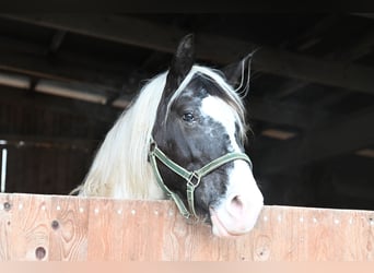 Noriker, Stute, 9 Jahre