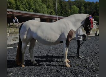 Noriker, Stute, 9 Jahre