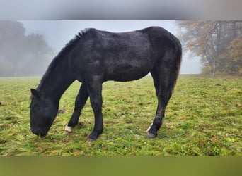 Noriker, Stute, Fohlen (04/2023), Rappe