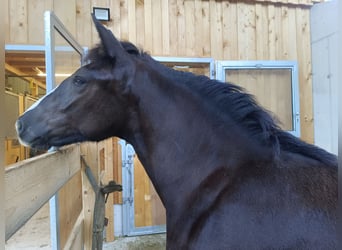 Noriker, Stute, Fohlen (02/2025), Rappe