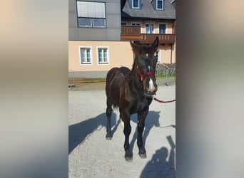 Noriker, Stute, Fohlen (04/2025), Rappe