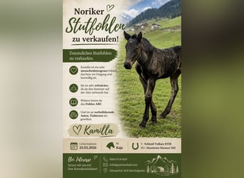 Noriker, Stute, Fohlen (03/2026), Rappe