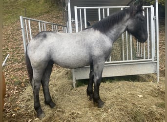 Noriker, Stute, Fohlen (03/2025), Roan-Blue