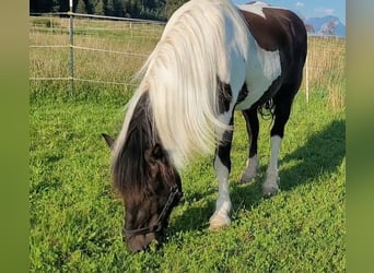 Noriker, Valack, 11 år, 155 cm, Pinto