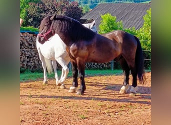 Noriker, Valack, 12 år, 164 cm, Svart