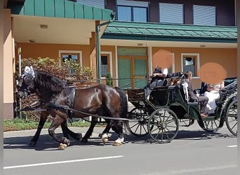 Noriker, Valack, 12 år, 164 cm, Svart