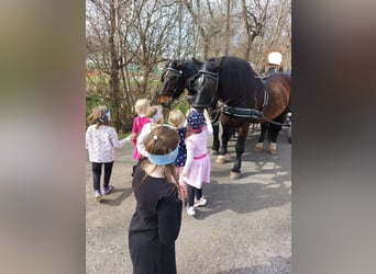 Noriker, Valack, 12 år, 164 cm, Svart