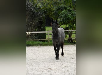 Noriker, Valack, 1 år, 150 cm, Grå-blå-brun