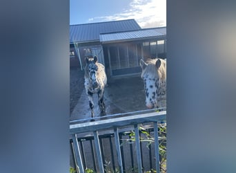 Noriker, Valack, 1 år, 160 cm, Leopard-Piebald