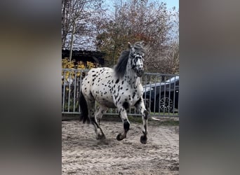 Noriker, Valack, 1 år, 160 cm, Leopard-Piebald