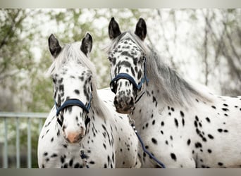 Noriker, Valack, 1 år, 160 cm, Leopard-Piebald