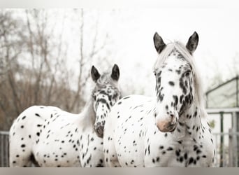 Noriker, Valack, 1 år, 160 cm, Leopard-Piebald