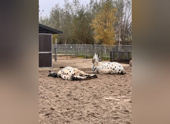 Noriker, Valack, 1 år, 160 cm, Leopard-Piebald