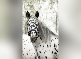 Noriker, Valack, 1 år, 160 cm, Leopard-Piebald