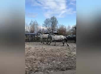 Noriker, Valack, 1 år, 160 cm, Leopard-Piebald