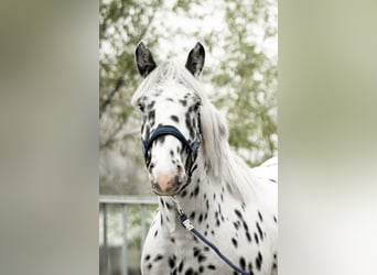 Noriker, Valack, 1 år, 160 cm, Leopard-Piebald