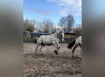 Noriker, Valack, 1 år, 160 cm, Leopard-Piebald