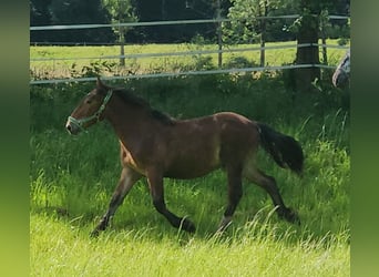 Noriker, Valack, 2 år, 155 cm, Brun