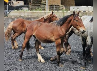 Noriker, Valack, 2 år, 155 cm, Brun