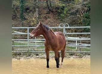 Noriker, Valack, 2 år, 155 cm, Brun