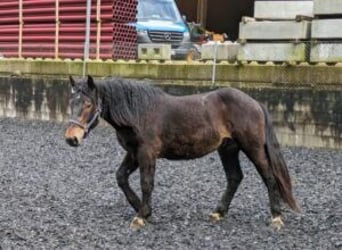 Noriker, Valack, 2 år, 155 cm, Mörkbrun