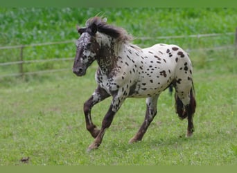 Noriker, Valack, 2 år, 164 cm, Leopard-Piebald