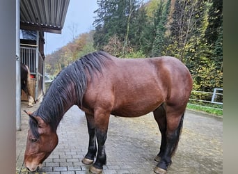 Noriker, Valack, 2 år