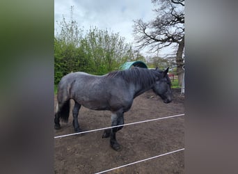 Noriker, Valack, 5 år, 168 cm, Grå-blå-brun