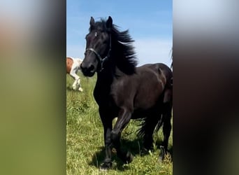 Noriker, Valack, 5 år, 175 cm, Mörkbrun