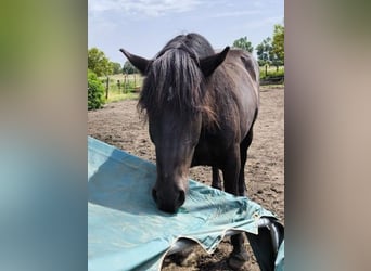 Noriker, Valack, 5 år, 175 cm, Mörkbrun