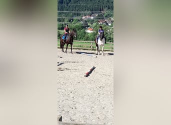 Noriker Mix, Wałach, 10 lat, 172 cm, Srokata