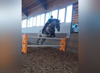 Noriker, Wałach, 13 lat, 165 cm, Tarantowata
