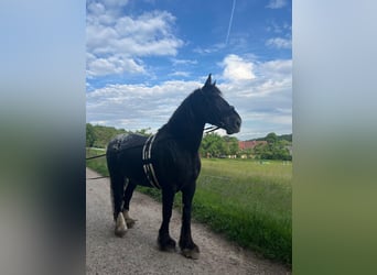 Noriker Mix, Wałach, 13 lat, 182 cm, Gniada