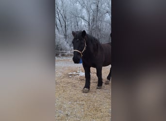 Noriker, Wałach, 14 lat, 167 cm, Kara