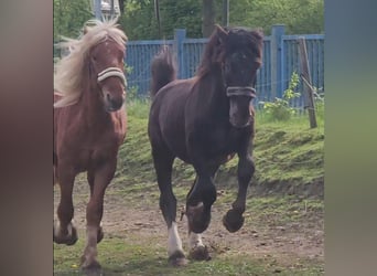 Noriker, Wałach, 2 lat, Kasztanowata