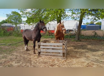 Noriker, Wałach, 2 lat, Kasztanowata