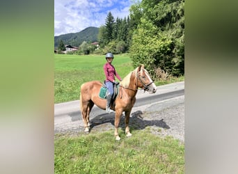 Noriker, Wałach, 4 lat, 152 cm, Kasztanowata