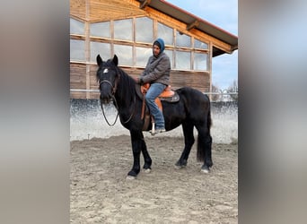 Noriker, Wałach, 4 lat, 160 cm, Kara