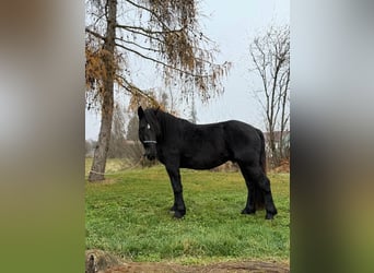 Noriker, Wałach, 4 lat, 160 cm, Kara