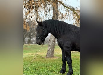 Noriker, Wałach, 4 lat, 160 cm, Kara