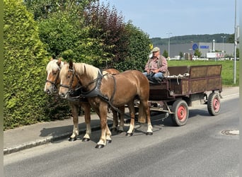 Noriker, Wałach, 4 lat, 160 cm, Kasztanowata