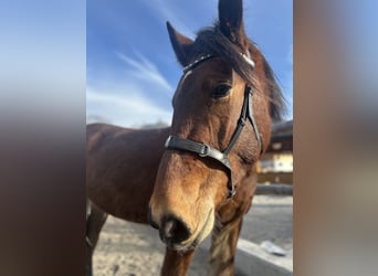 Noriker, Wałach, 4 lat, 163 cm, Gniada