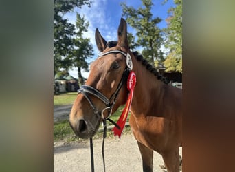 Noriker, Wałach, 4 lat, 163 cm, Gniada