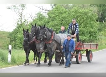 Noriker, Wałach, 4 lat, 173 cm, Stalowosiwy